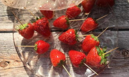 小草莓视频,探秘草莓园的甜蜜之旅